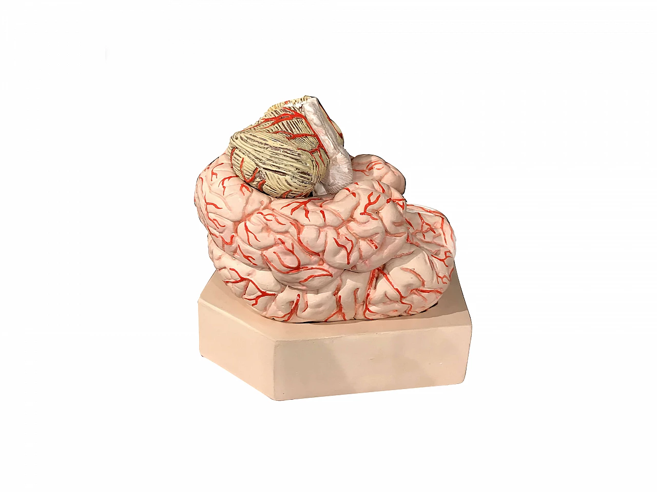 Anatomical Brain Model 1072733