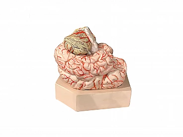 Anatomical Brain Model