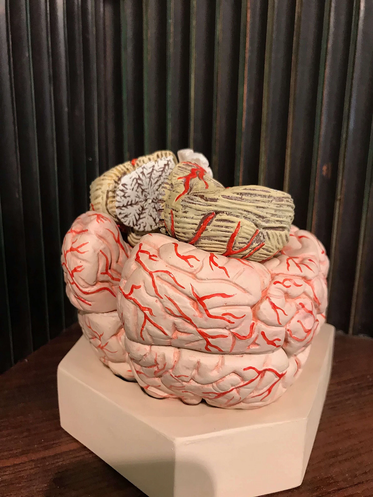 Anatomical Brain Model 1072737