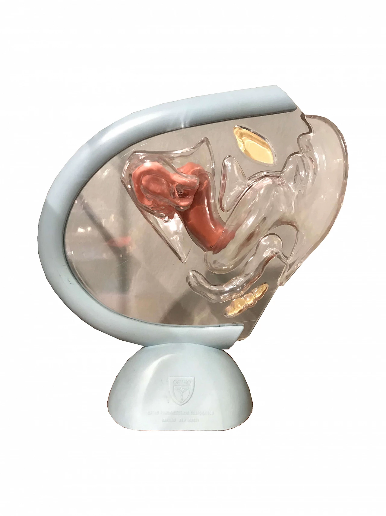 Small acrylic anatomical model of a vagina 1073149