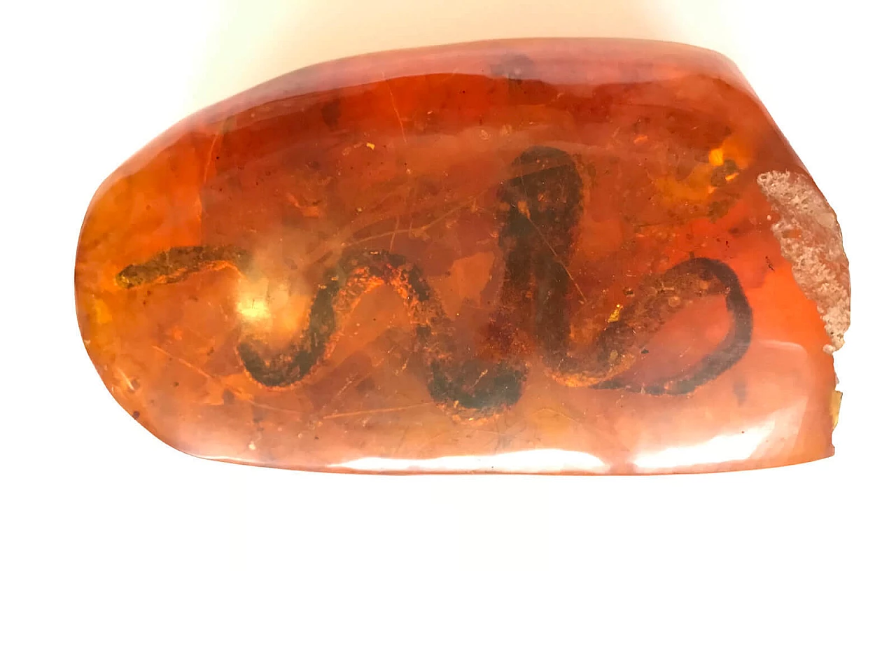 Resin shape reproducing amber with snake 4