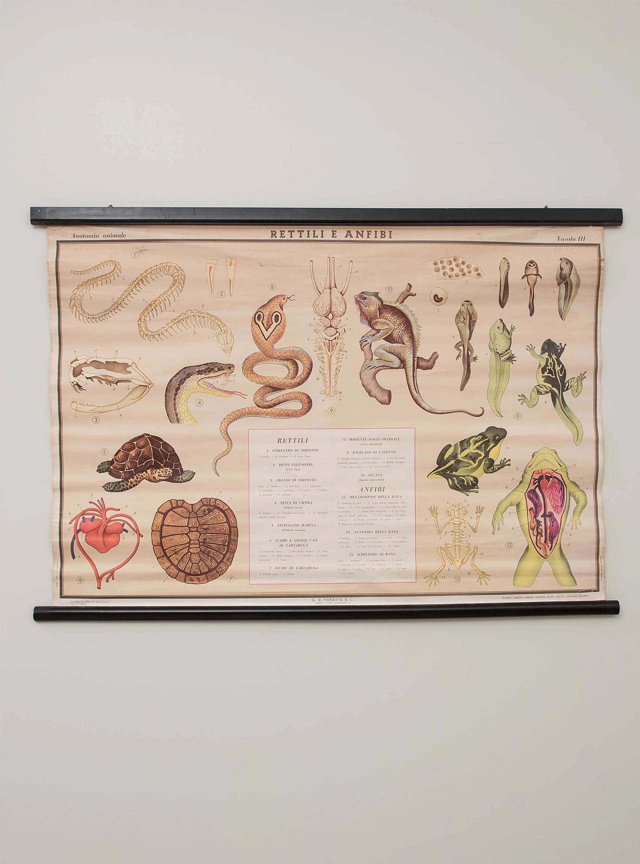Reptile and amphibian themed educational print, Paravia, 1968 1088753