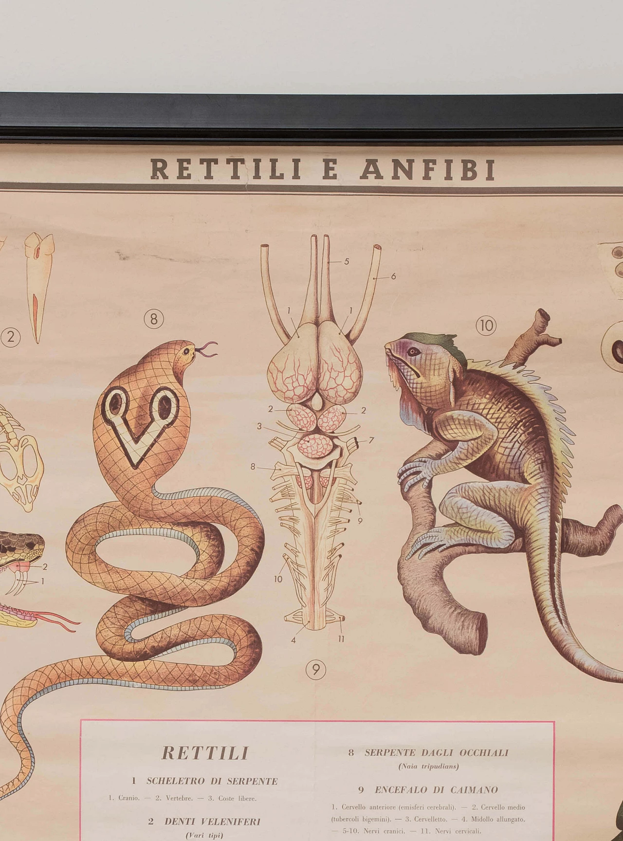 Reptile and amphibian themed educational print, Paravia, 1968 1088754