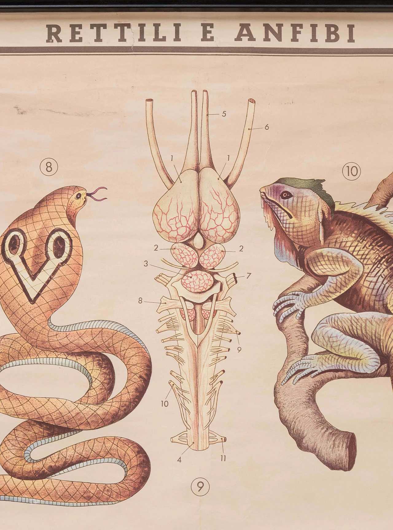Reptile and amphibian themed educational print, Paravia, 1968 1088755