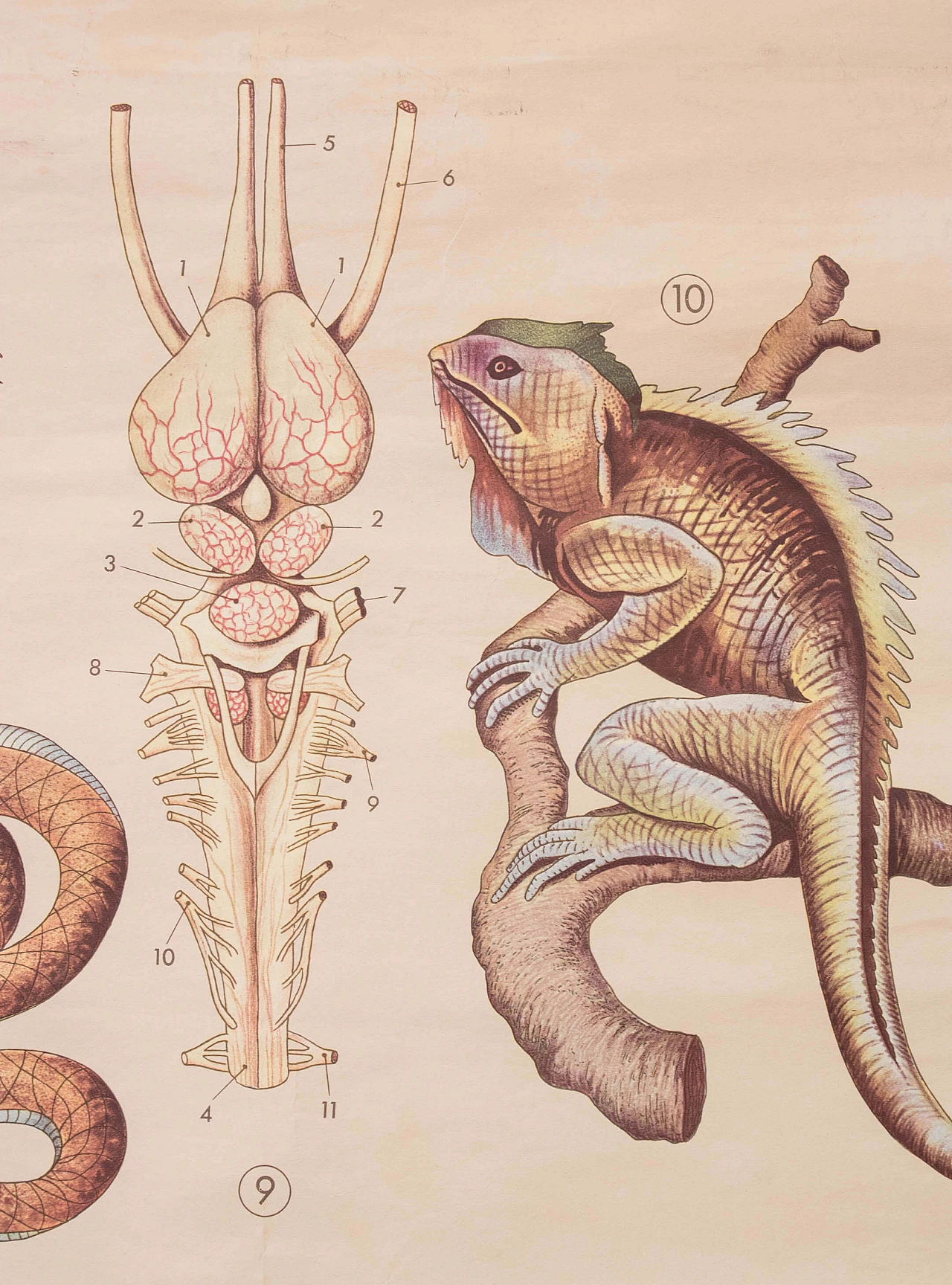 Reptile and amphibian themed educational print, Paravia, 1968 1088756