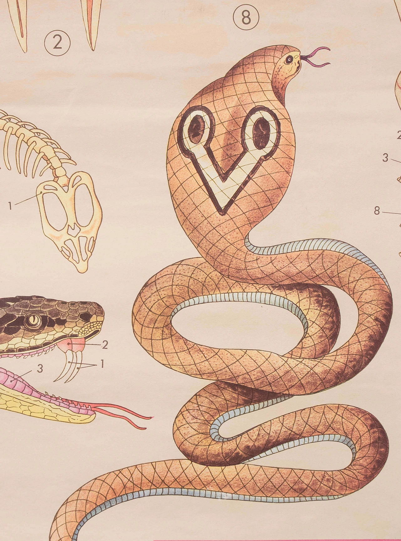 Reptile and amphibian themed educational print, Paravia, 1968 1088757