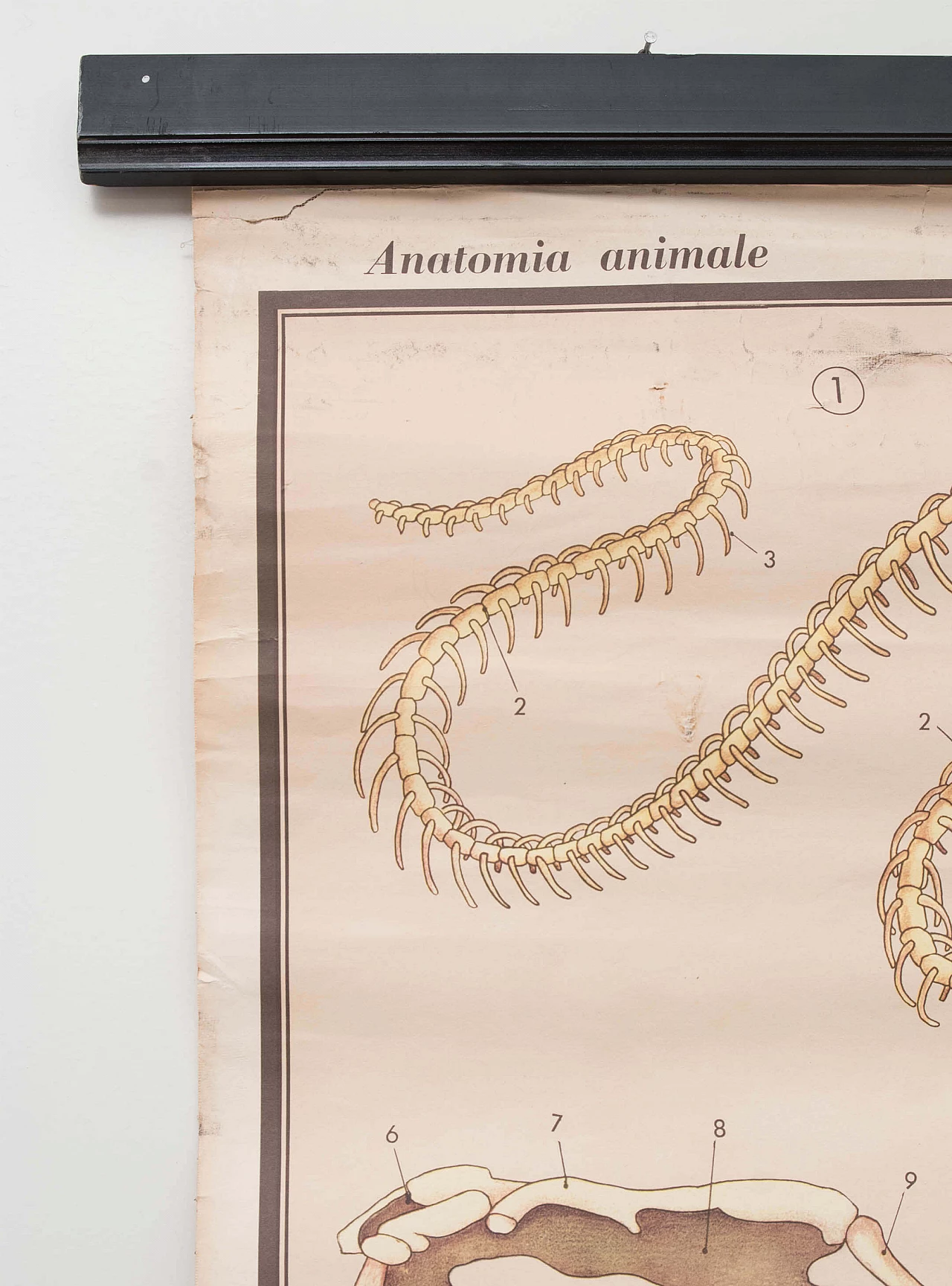 Reptile and amphibian themed educational print, Paravia, 1968 1088758