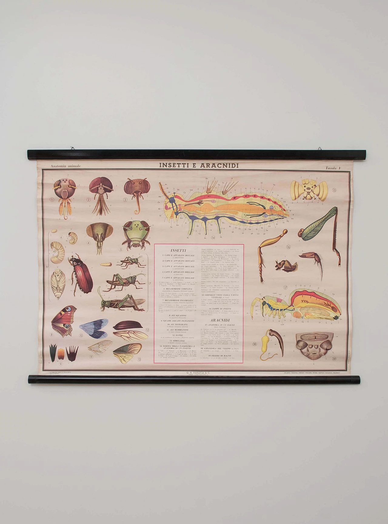 Educational print on insects, Paravia, 1968 1088775