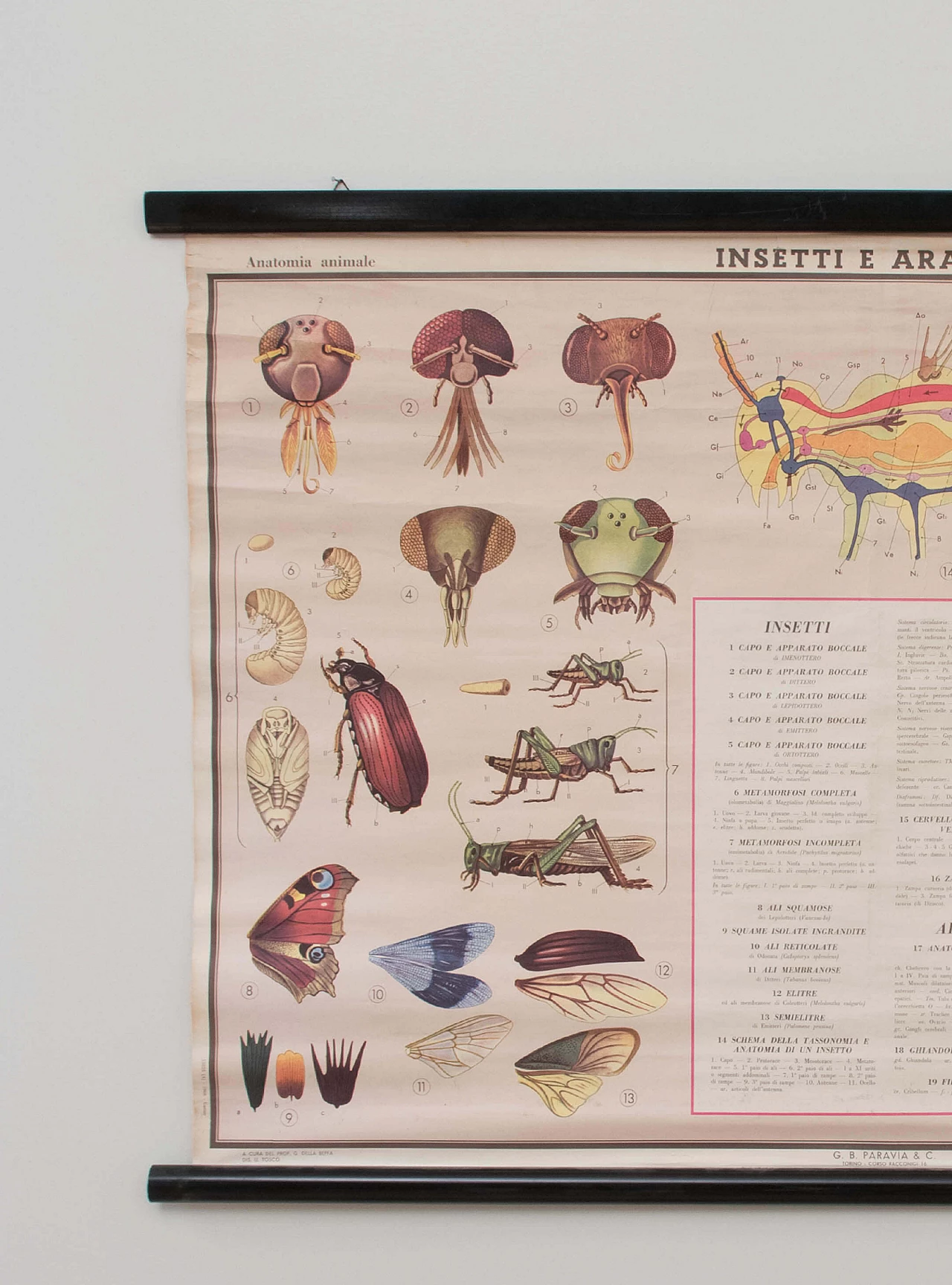 Stampa didattica a tema insetti, Paravia, 1968 1088776