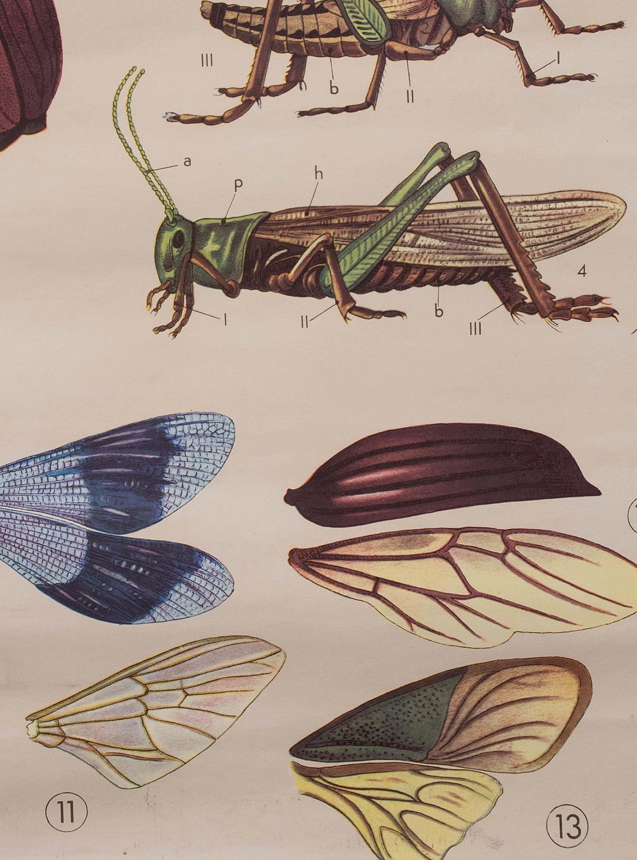 Educational print on insects, Paravia, 1968 1088777