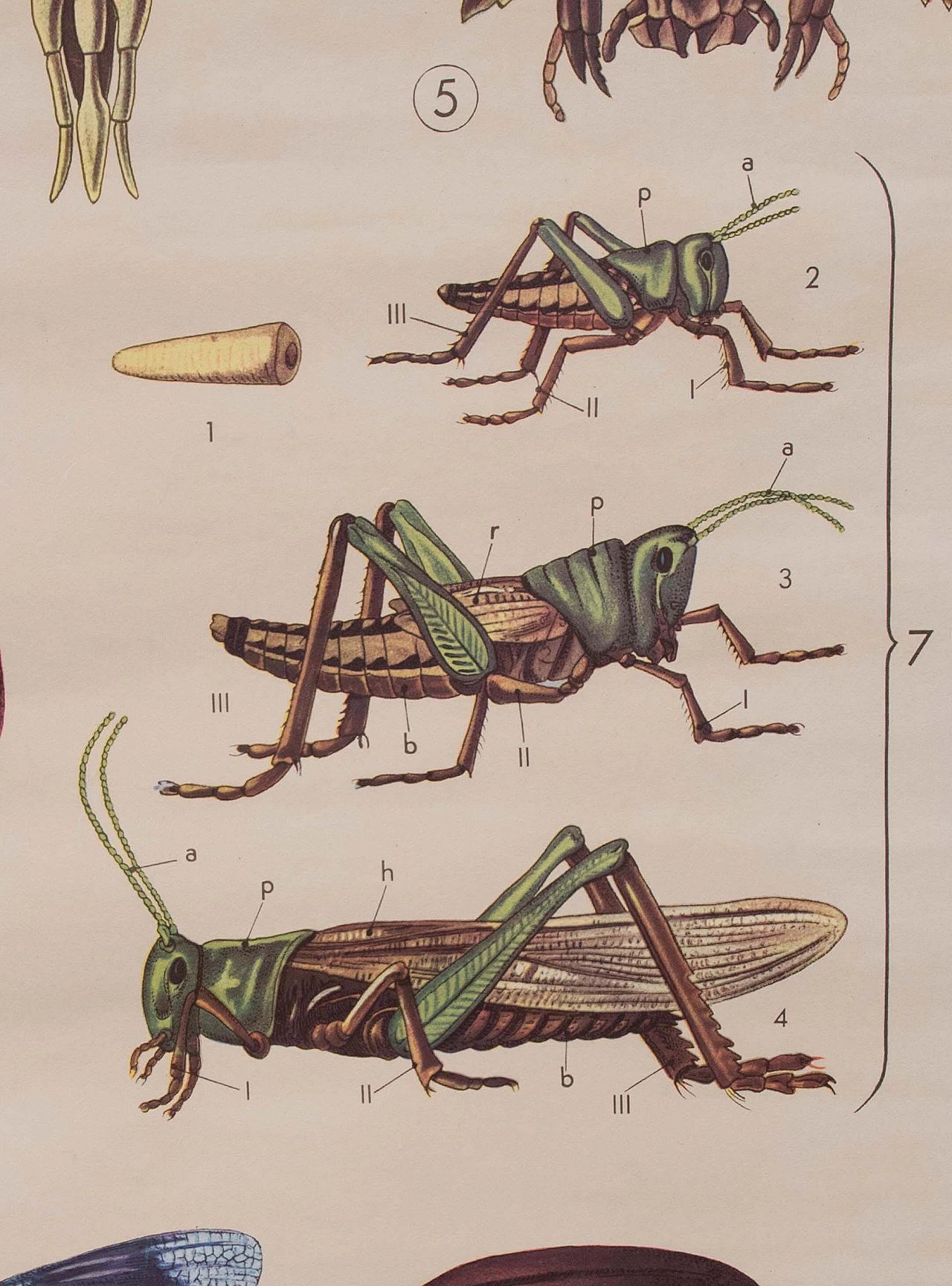 Educational print on insects, Paravia, 1968 1088778