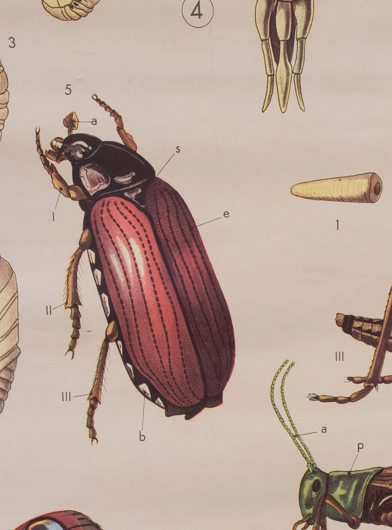 Stampa didattica a tema insetti, Paravia, 1968 1088779