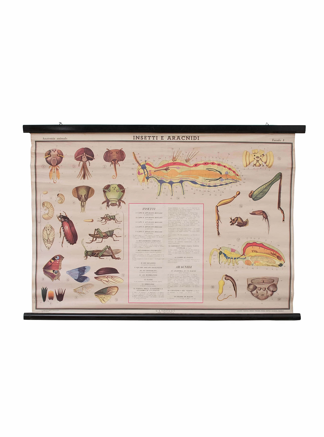 Educational print on insects, Paravia, 1968 1089071