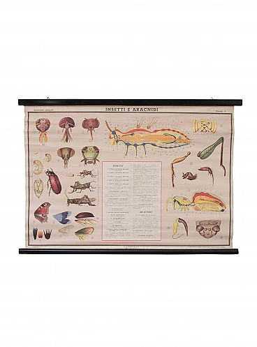 Educational print on insects, Paravia, 1968