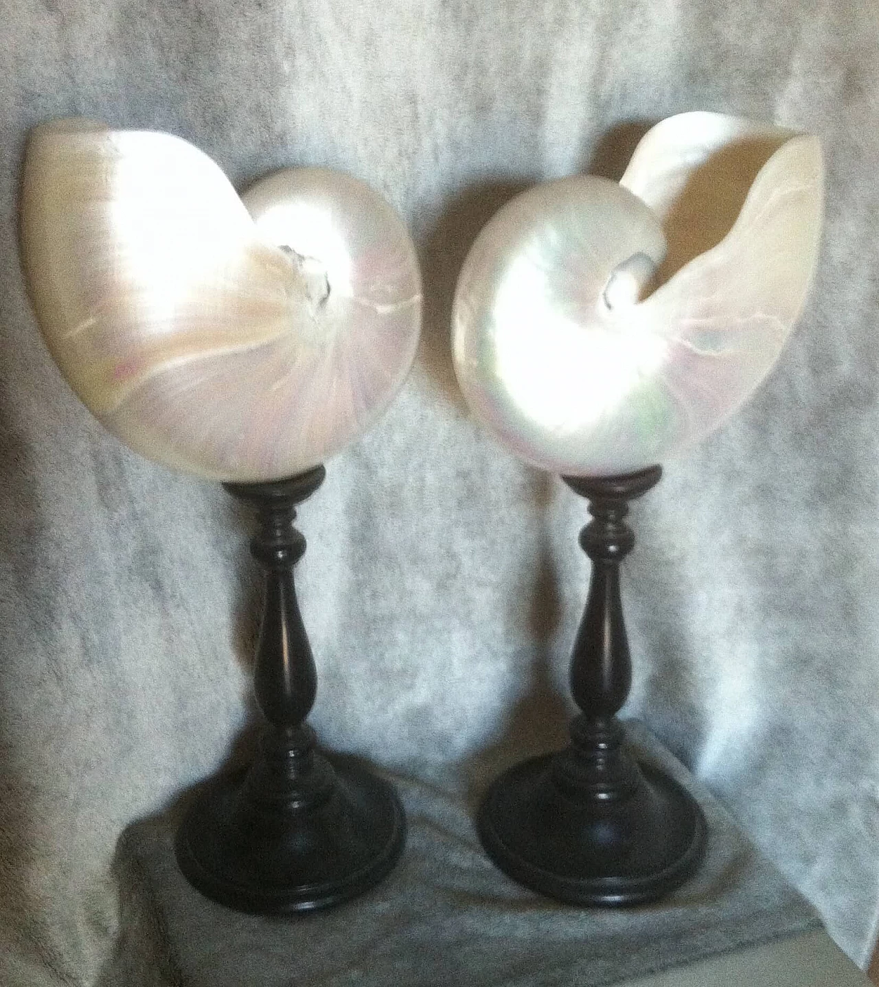 Coppia di conchiglie Nautilus con supporto in legno ebanizzato 1133913