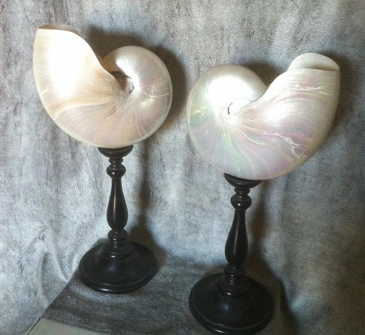 Pair of Nautilus shells with ebonized wood support 1133915