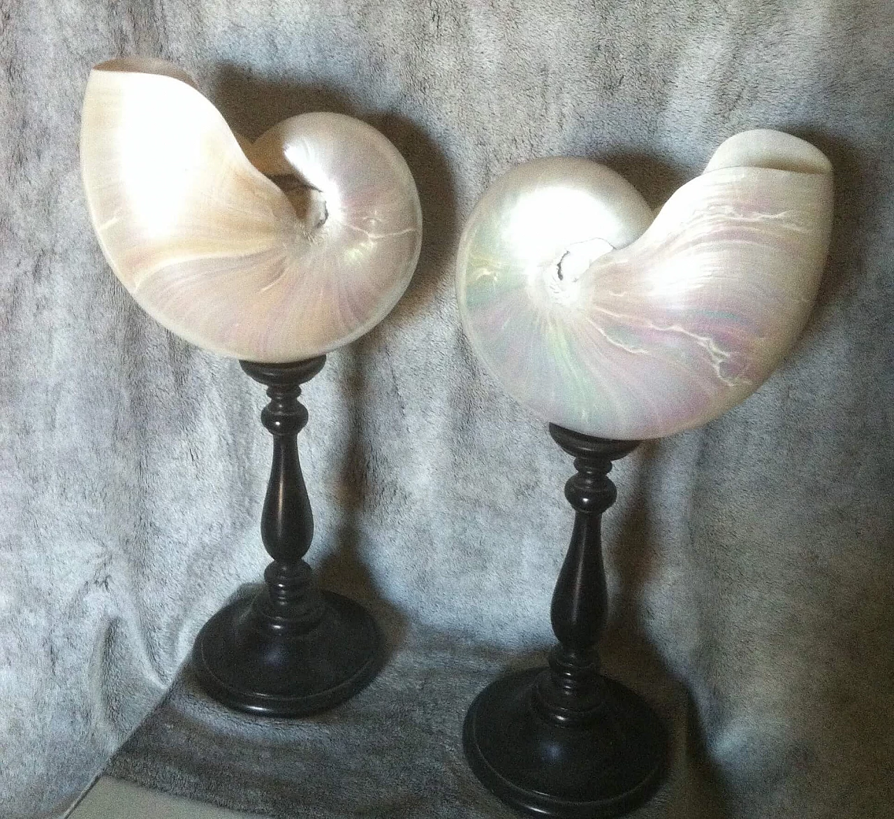 Coppia di conchiglie Nautilus con supporto in legno ebanizzato 1133915