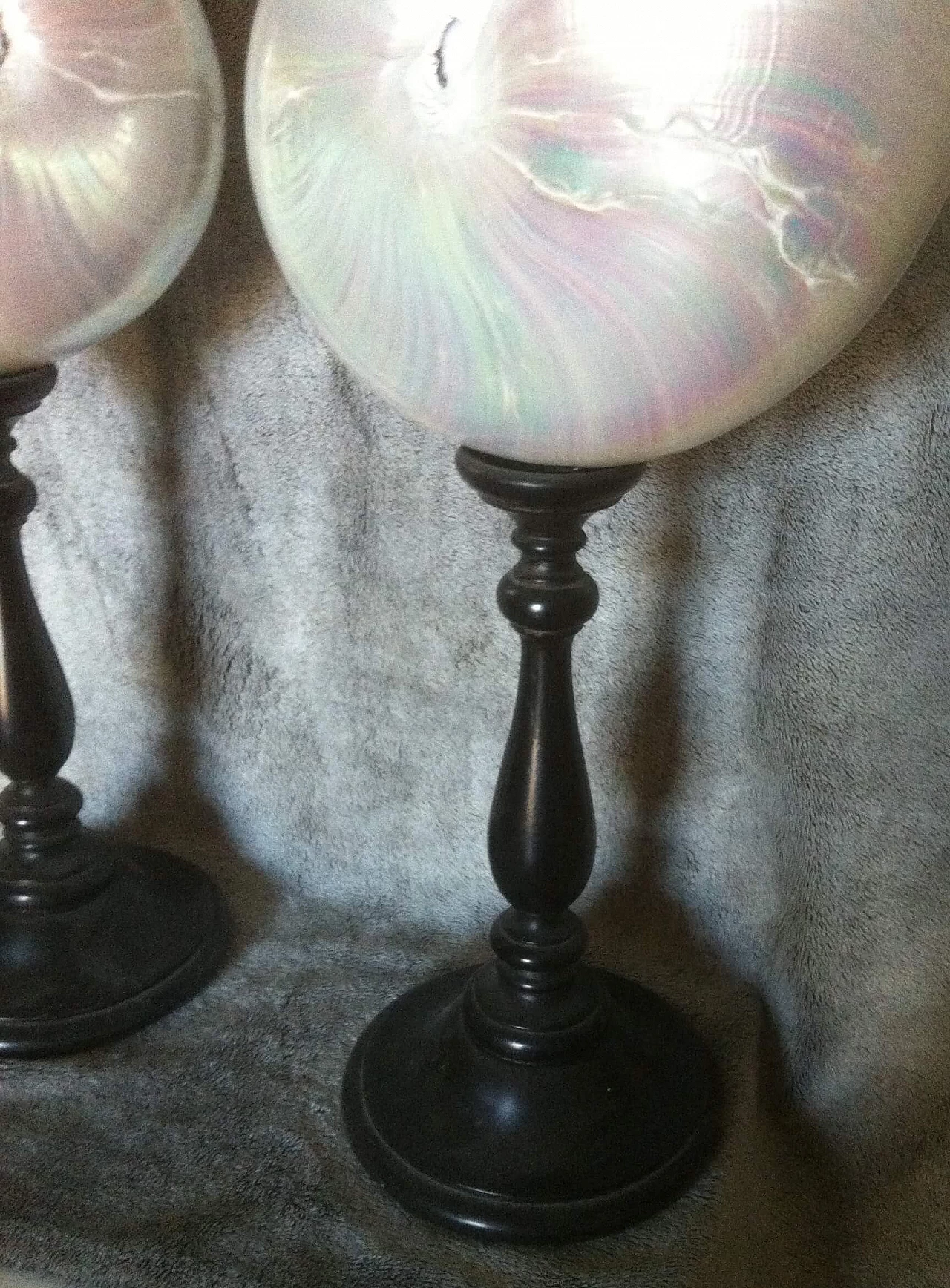 Coppia di conchiglie Nautilus con supporto in legno ebanizzato 1133916
