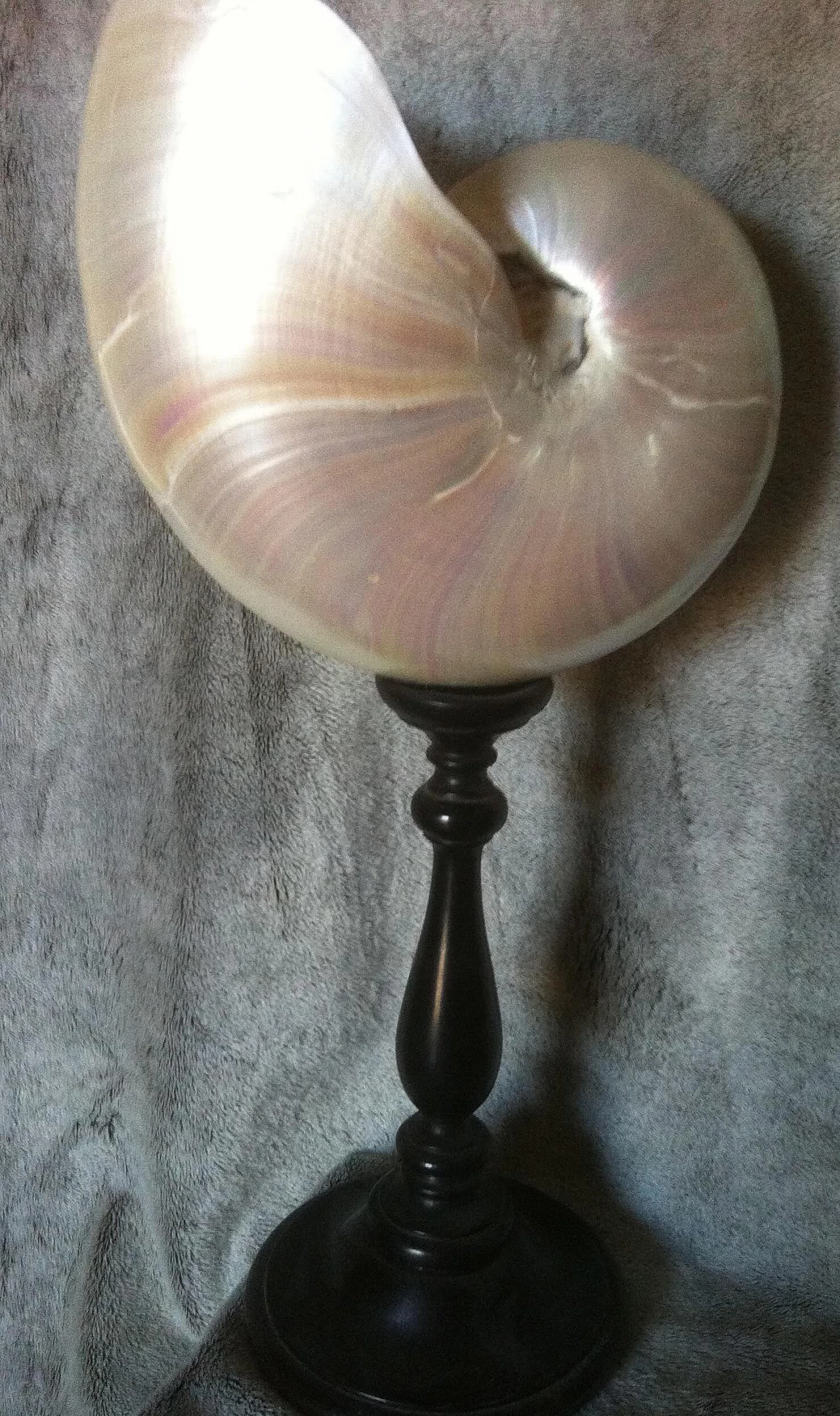 Coppia di conchiglie Nautilus con supporto in legno ebanizzato 1133917