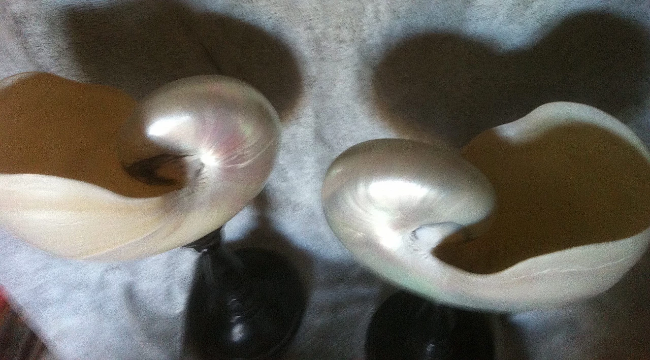 Pair of Nautilus shells with ebonized wood support 1133918