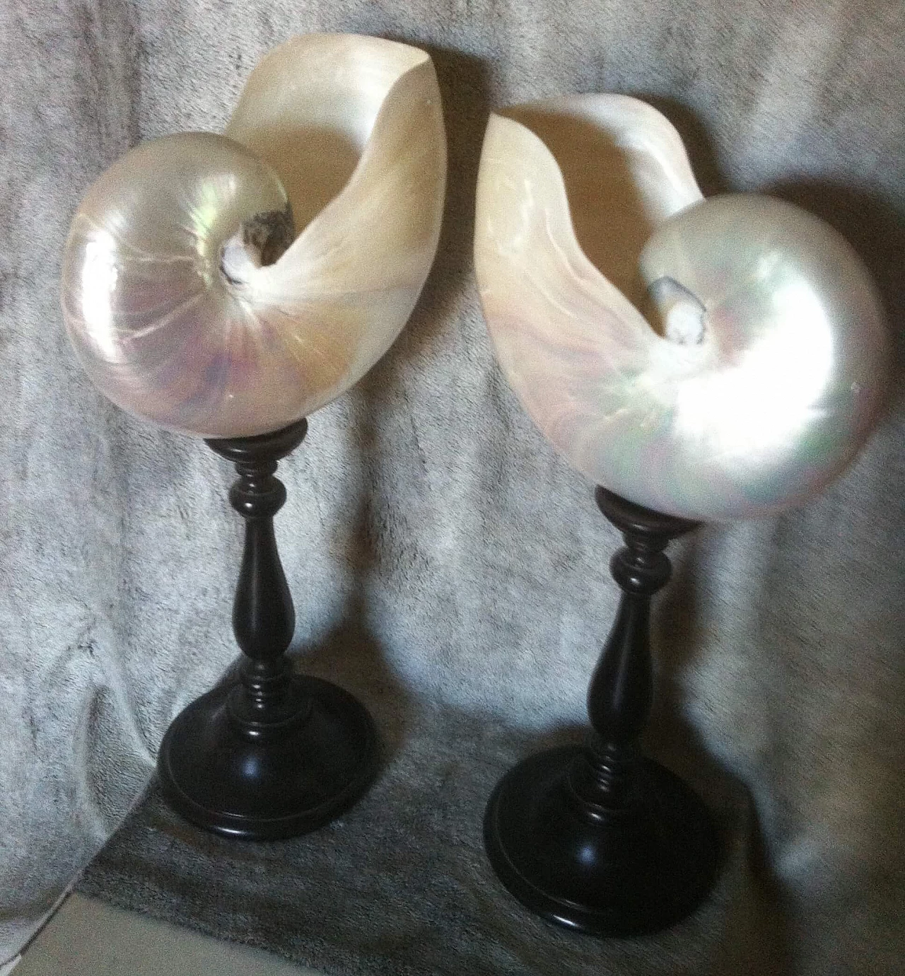 Coppia di conchiglie Nautilus con supporto in legno ebanizzato 1133919