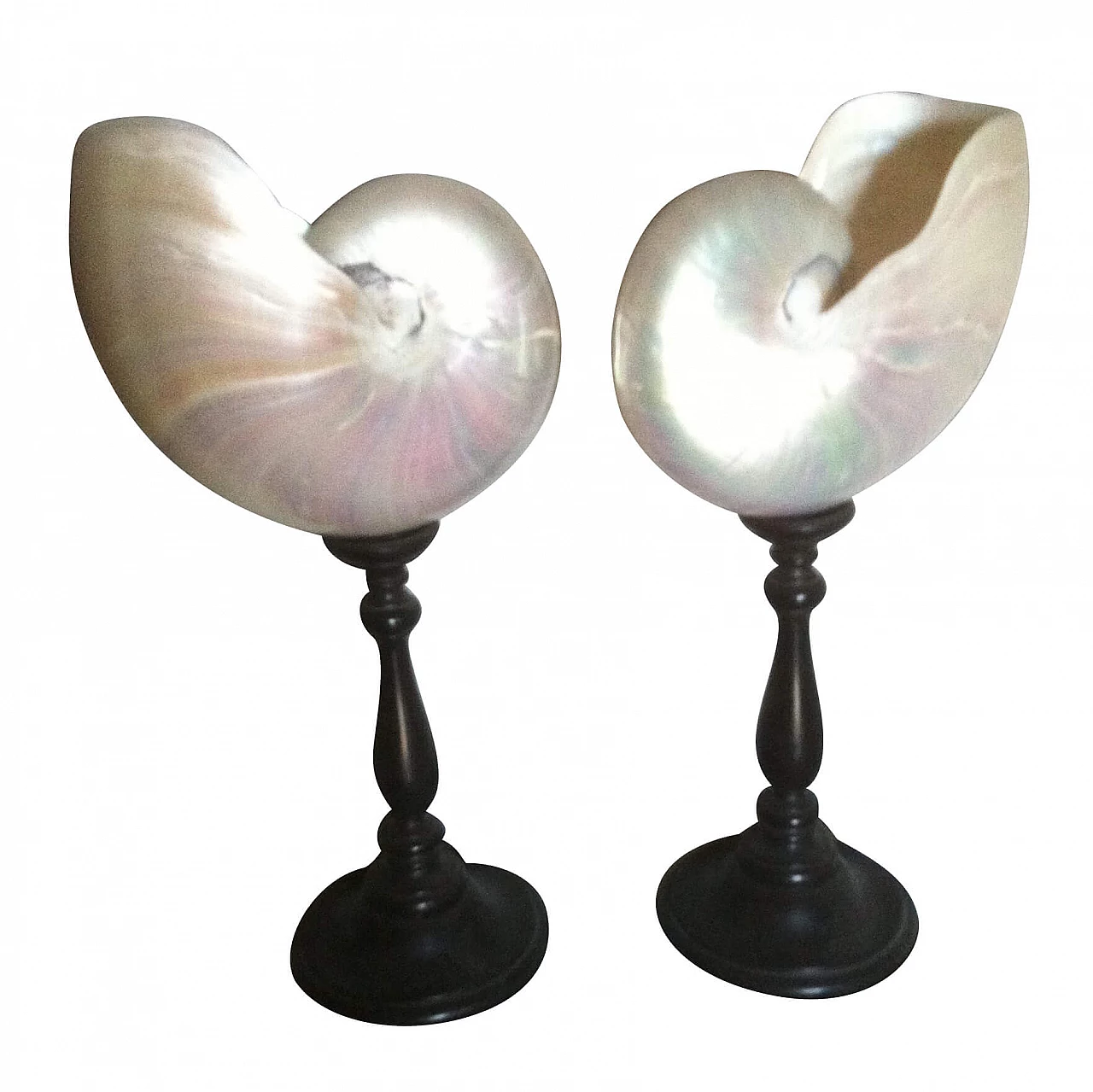 Coppia di conchiglie Nautilus con supporto in legno ebanizzato 1134265