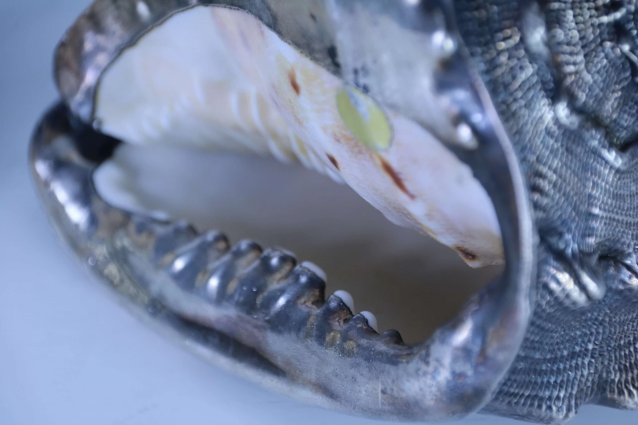 Pair of silver coated shells 1143677