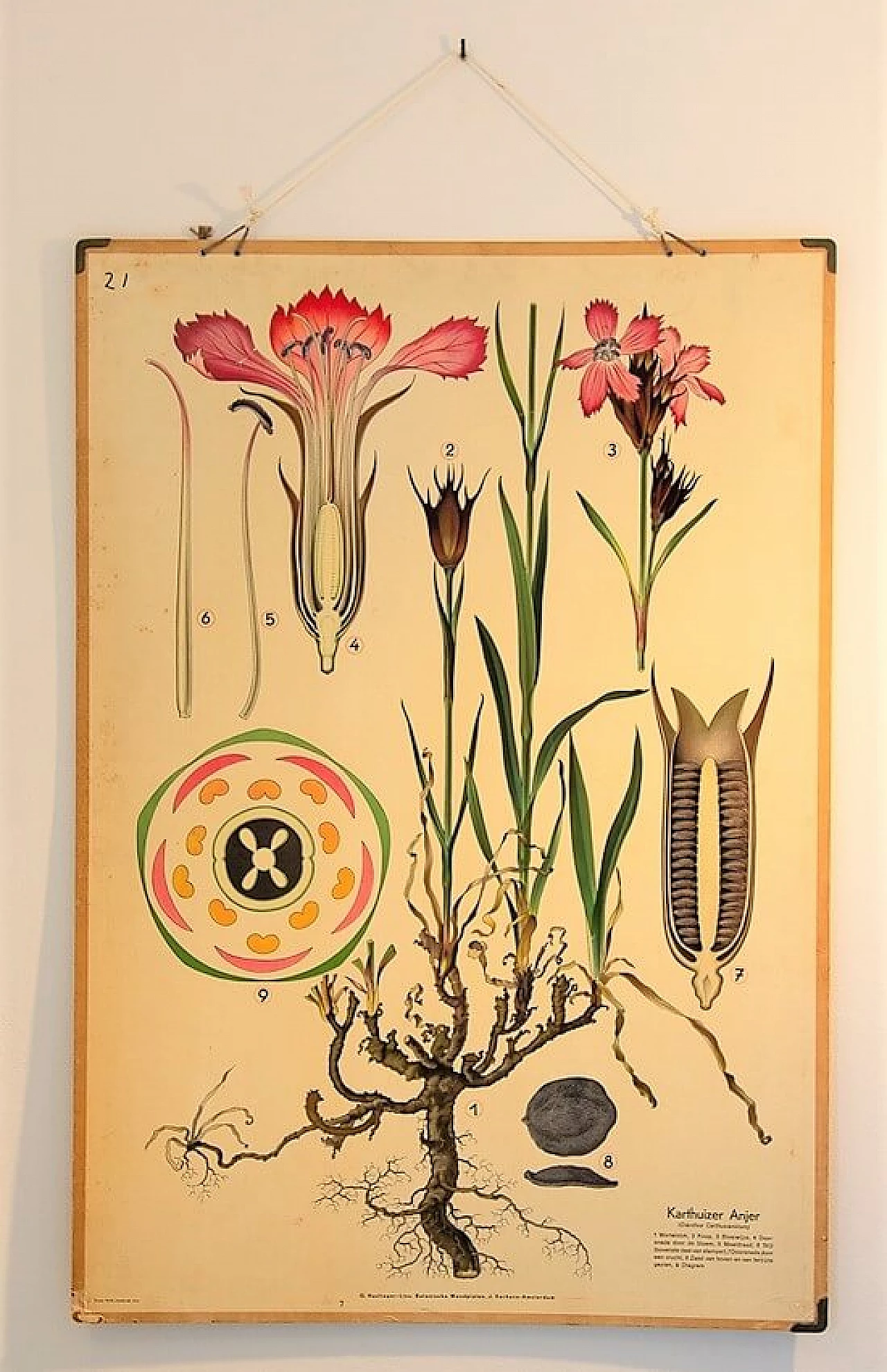 Pair of botanical-themed school posters by Harlinger, 1950s 1199097