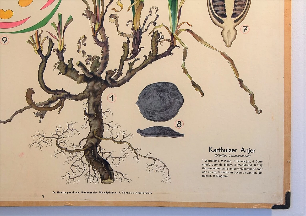 Coppia di poster scolastici a tema botanico della Harlinger, anni '50 1199098