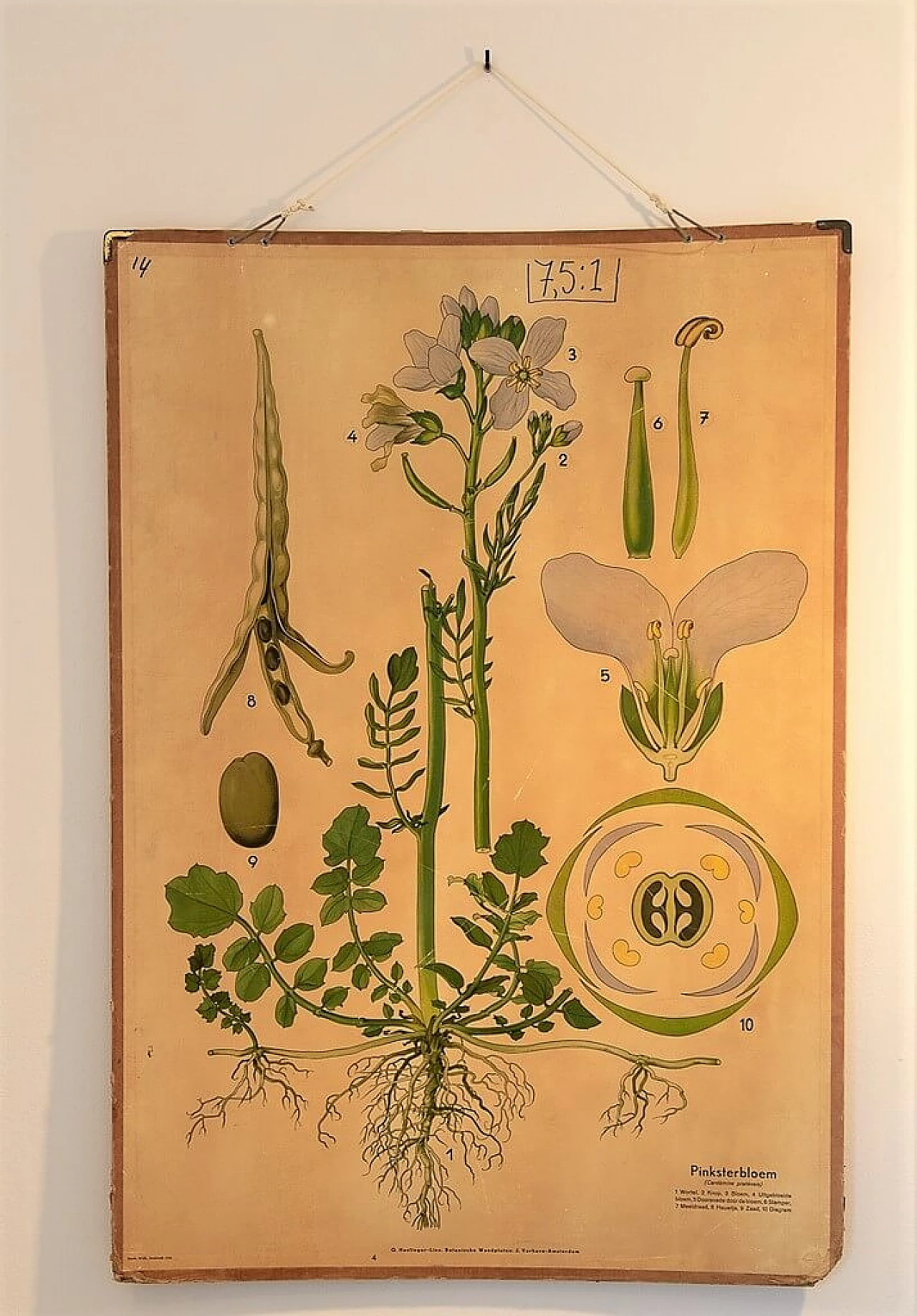 Coppia di poster scolastici a tema botanico della Harlinger, anni '50 1199102