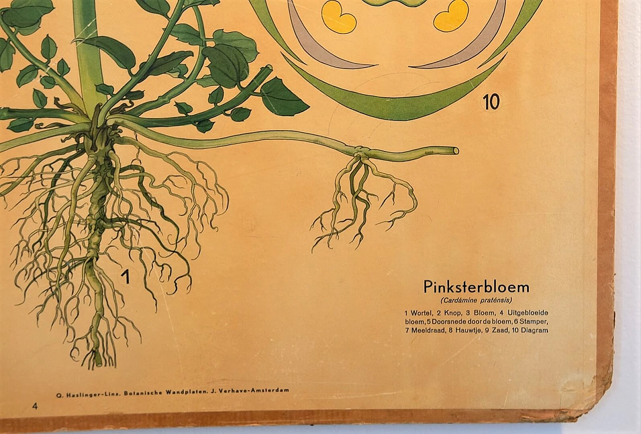 Coppia di poster scolastici a tema botanico della Harlinger, anni '50 1199103
