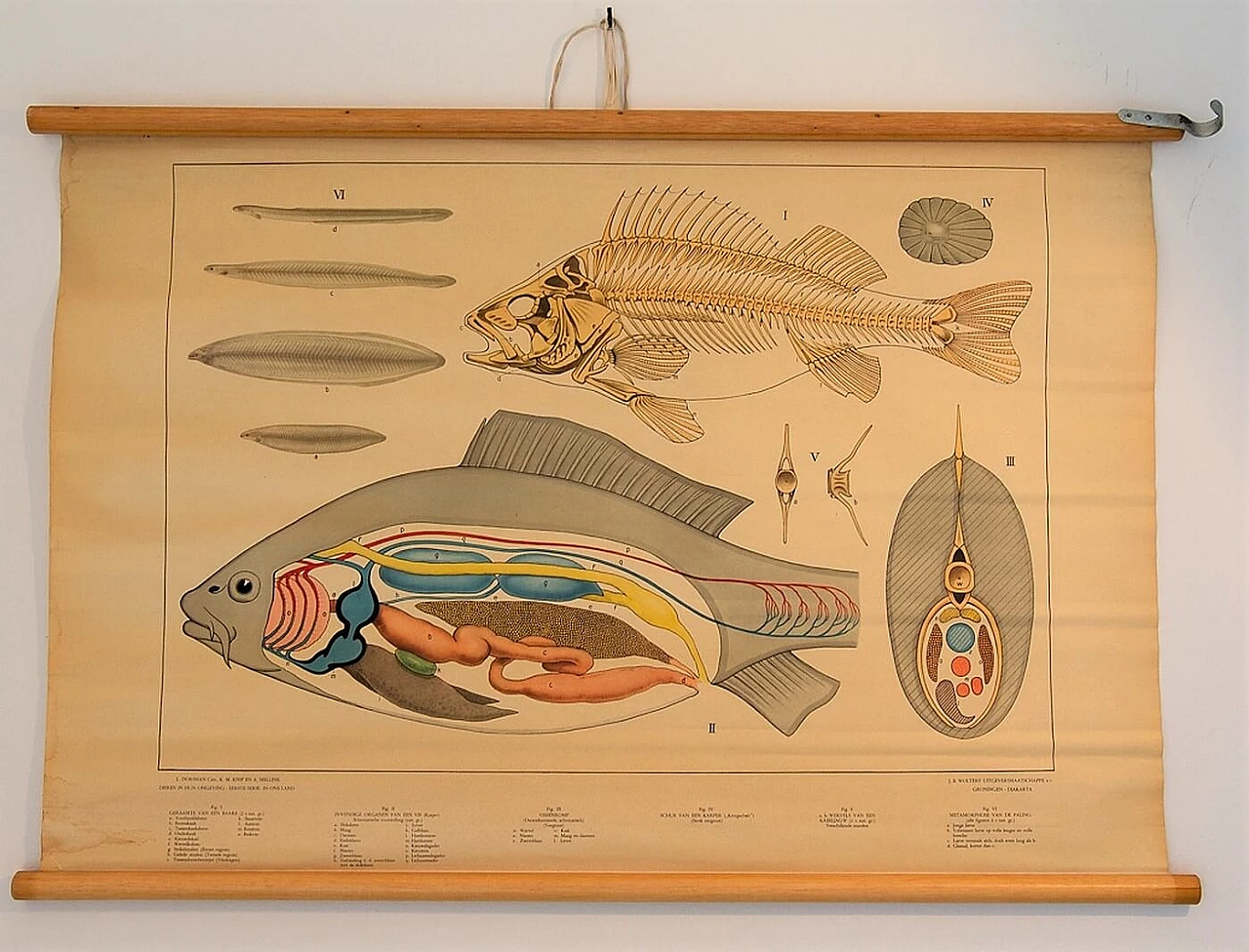 Poster scolastico di fisiologia di un pesce, anni '60 1199105