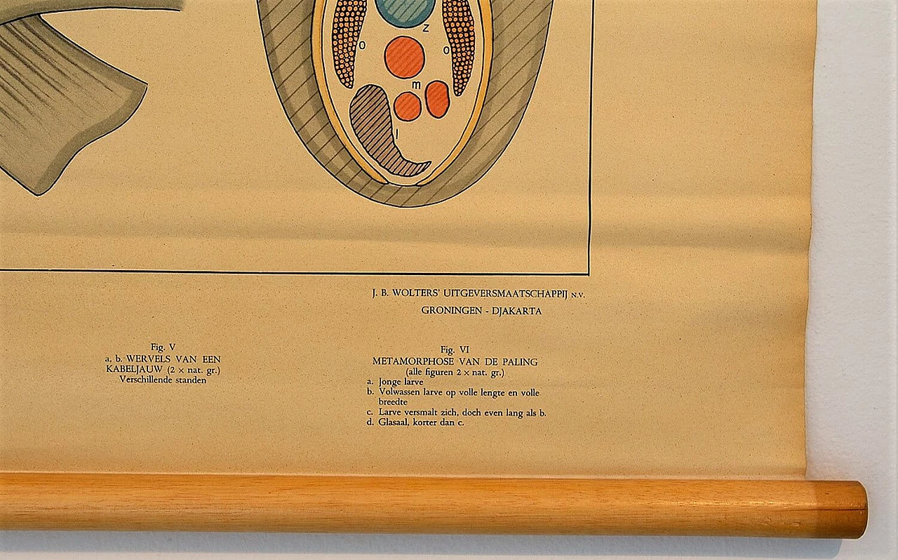 Poster scolastico di fisiologia di un pesce, anni '60 1199106