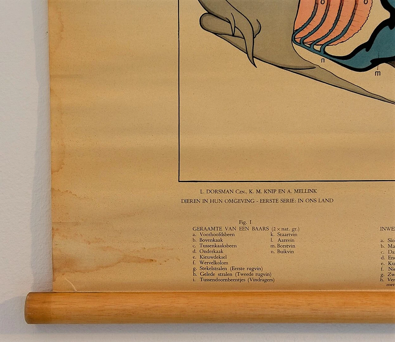 Poster scolastico di fisiologia di un pesce, anni '60 1199107