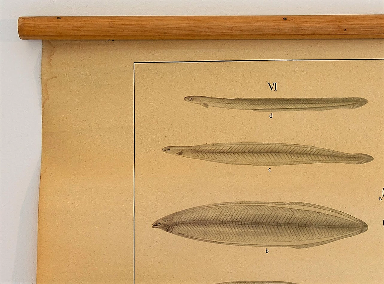 Poster scolastico di fisiologia di un pesce, anni '60 1199108