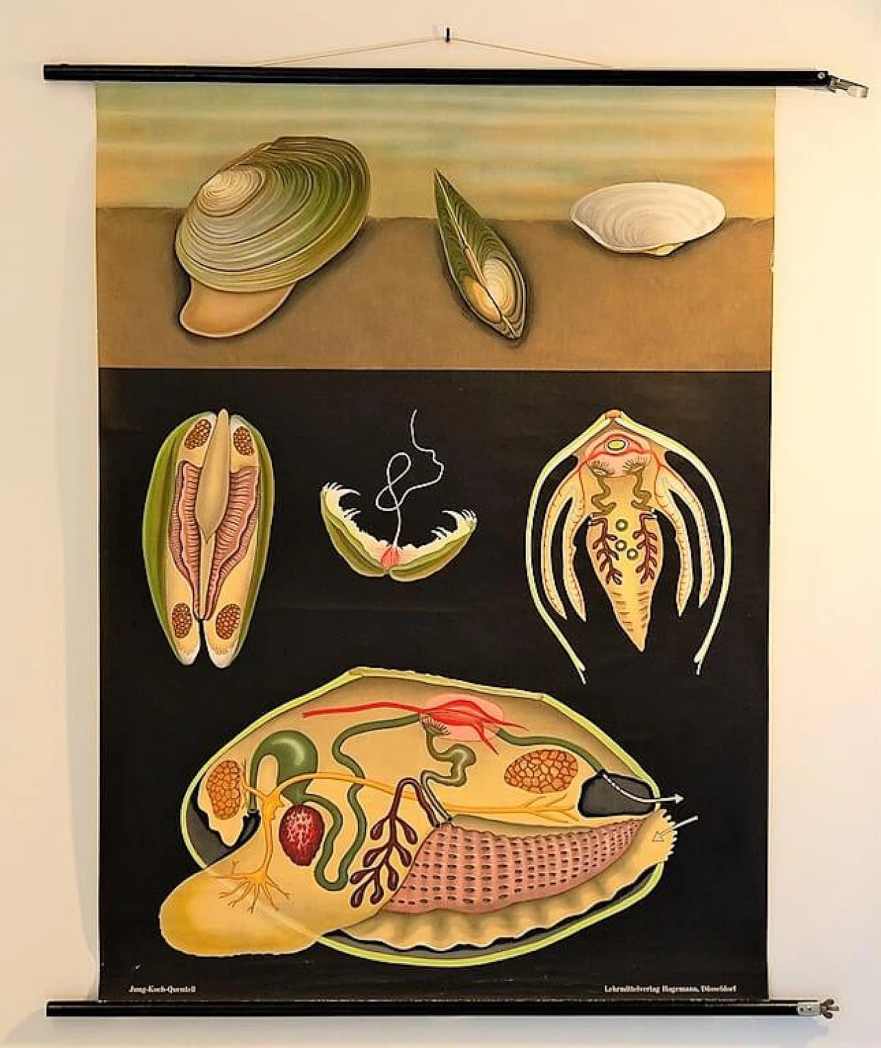 Poster scolastico di Mollusco, Jung Koch Quentelle 1199133