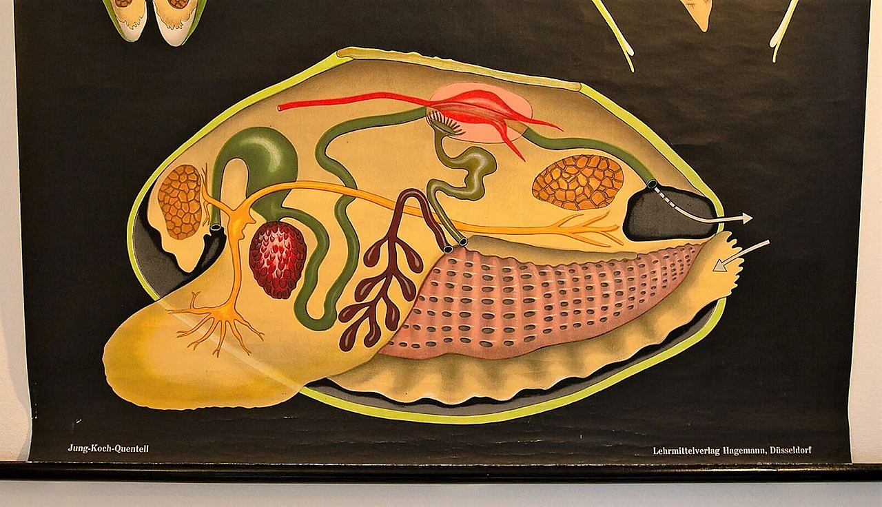 Poster scolastico di Mollusco, Jung Koch Quentelle 1199137