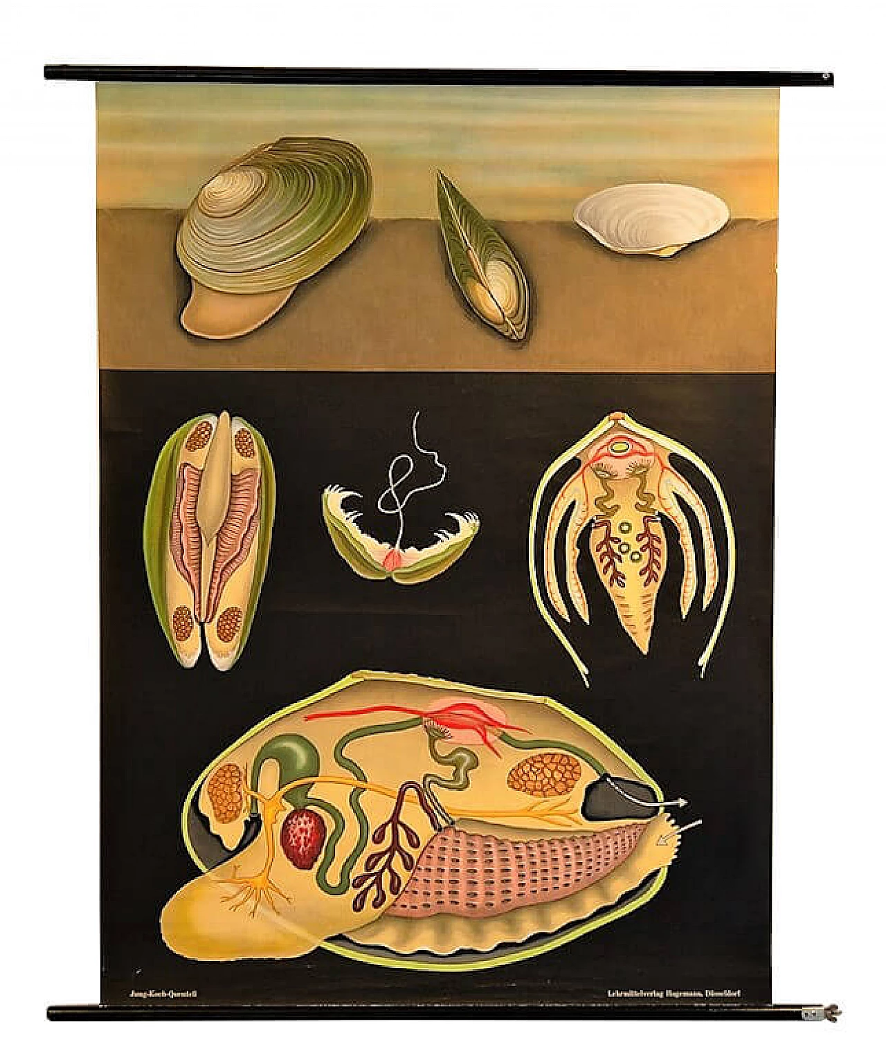 Poster scolastico di Mollusco, Jung Koch Quentelle 1199183