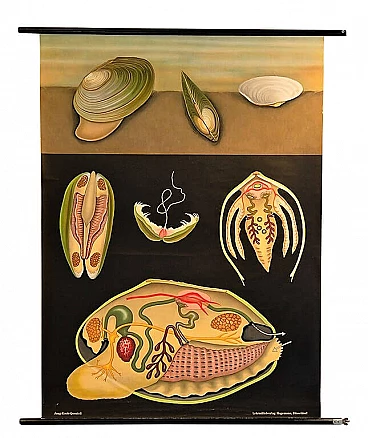 School poster of Mollusco, Jung Koch Quentelle