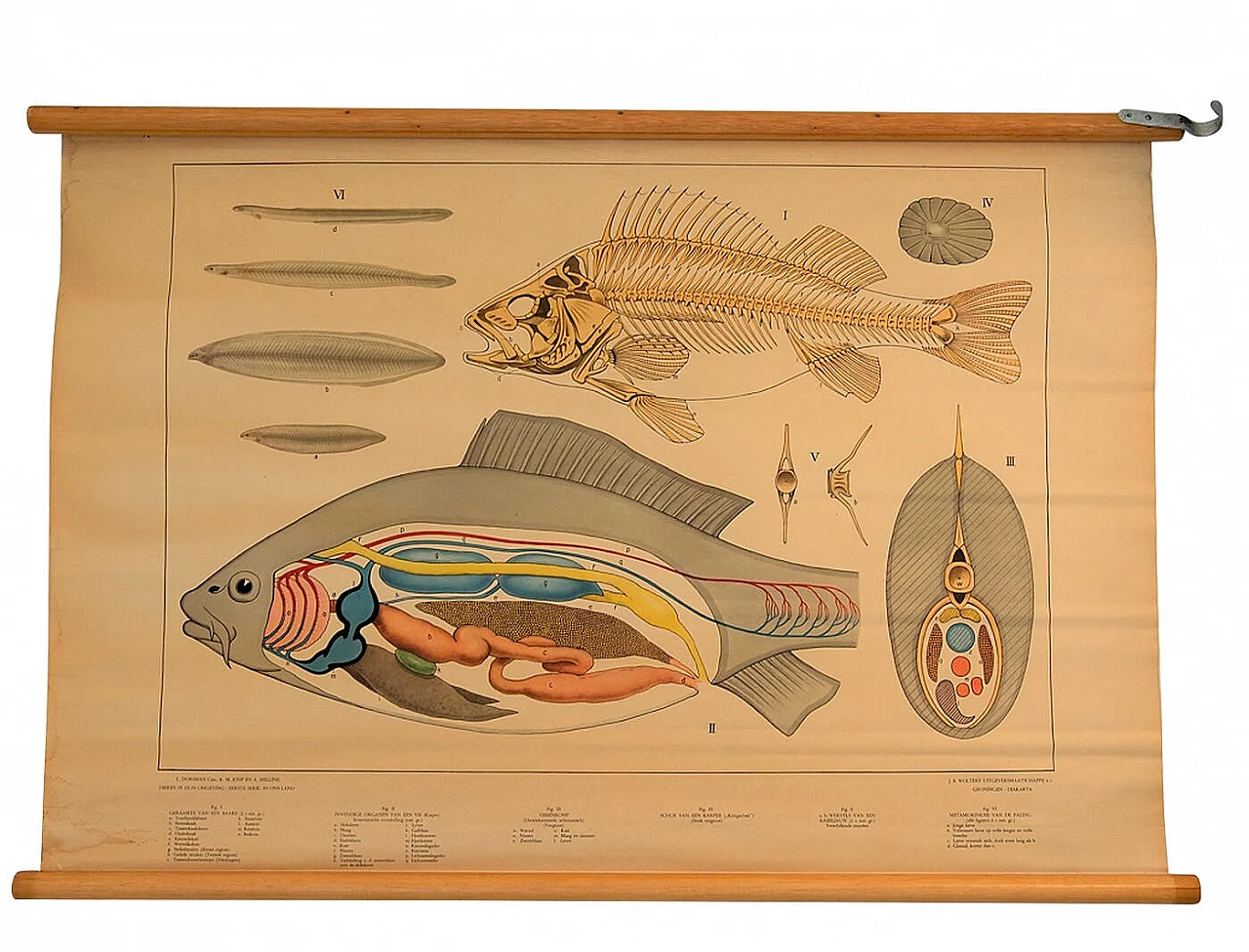 Poster scolastico di fisiologia di un pesce, anni '60 1199188