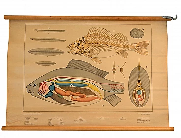 Poster scolastico di fisiologia di un pesce, anni '60