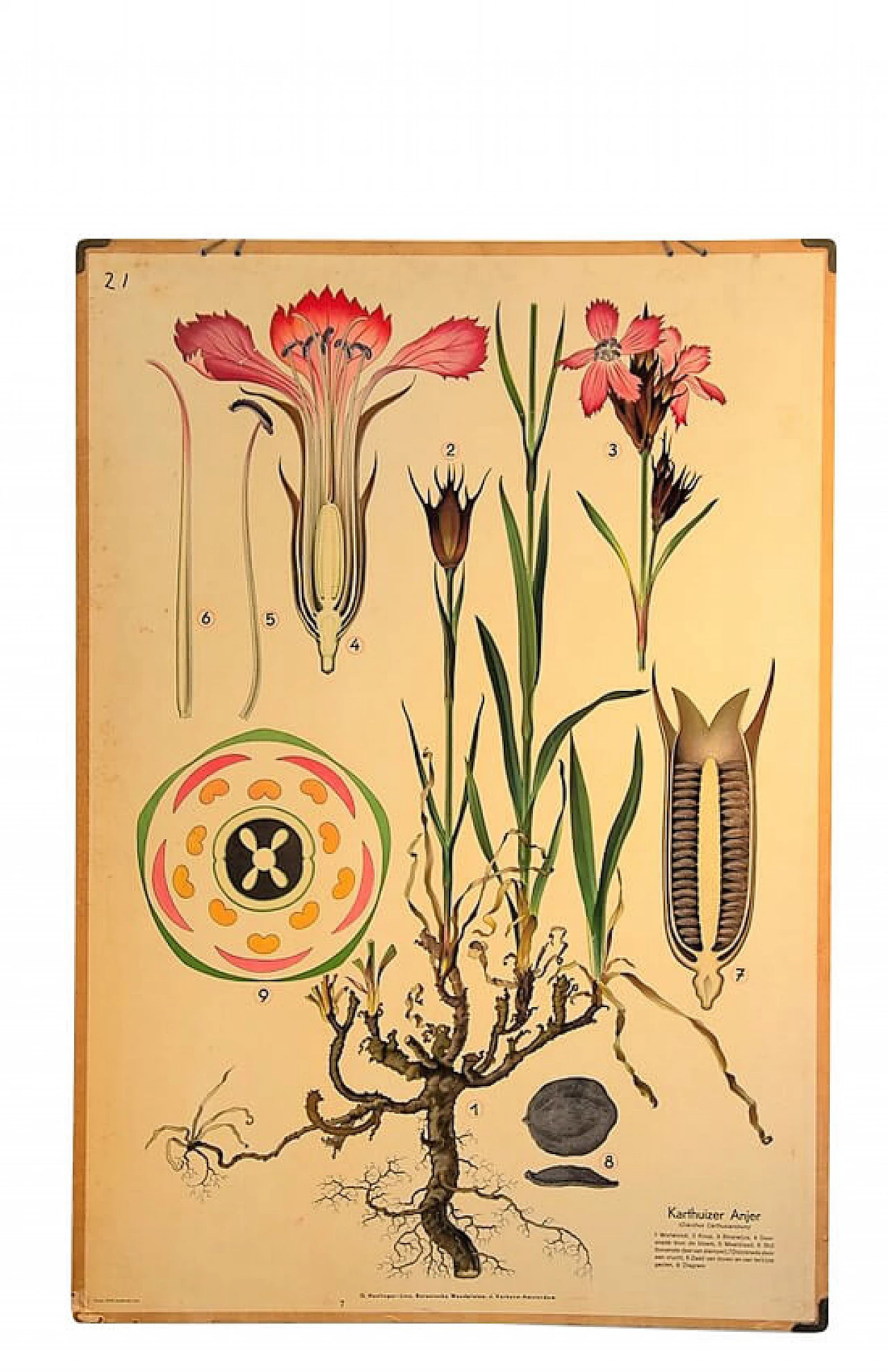 Coppia di poster scolastici a tema botanico della Harlinger, anni '50 1199189
