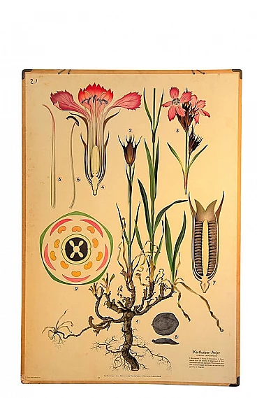 Pair of botanical-themed school posters by Harlinger, 1950s