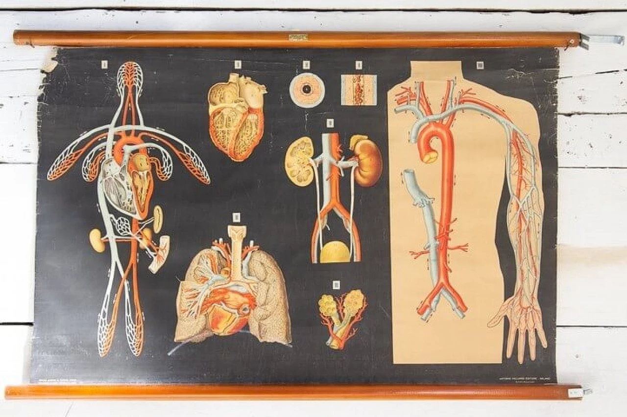 Coppia di poster di anatomia umana Vallardi editore, anni '50 1240275