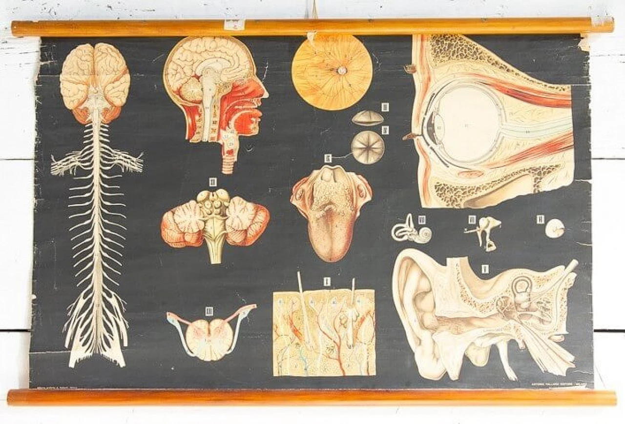 Coppia di poster di anatomia umana Vallardi editore, anni '50 1240276