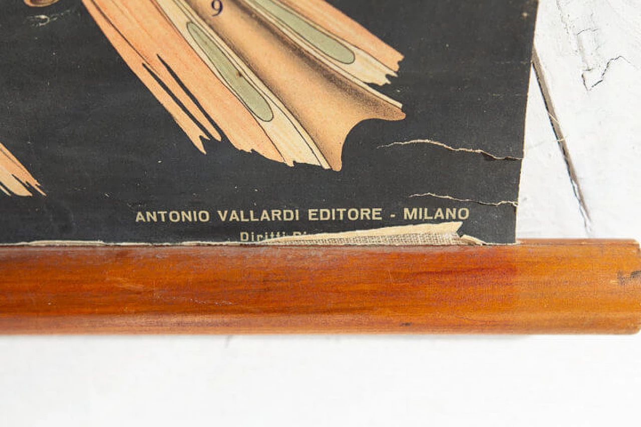 Coppia di poster di anatomia umana Vallardi editore, anni '50 1240280