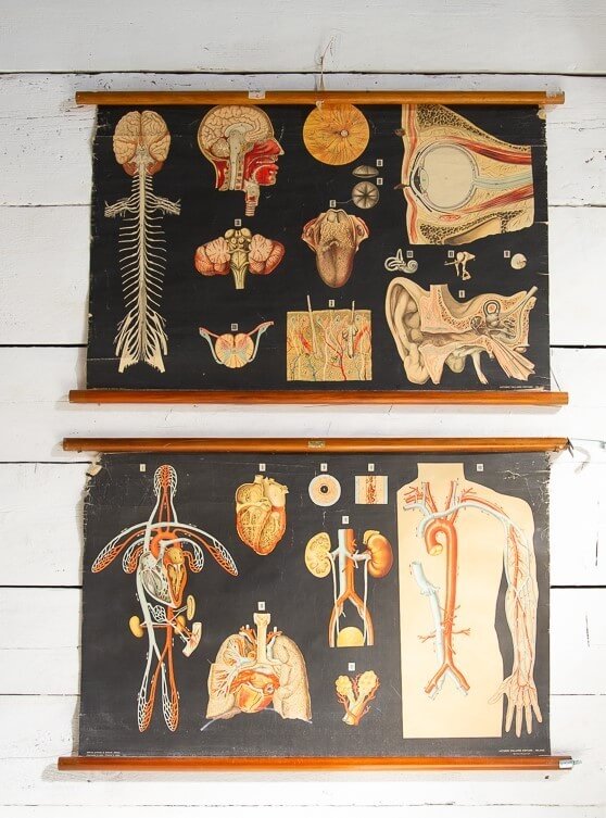 Coppia di poster di anatomia umana Vallardi editore, anni '50