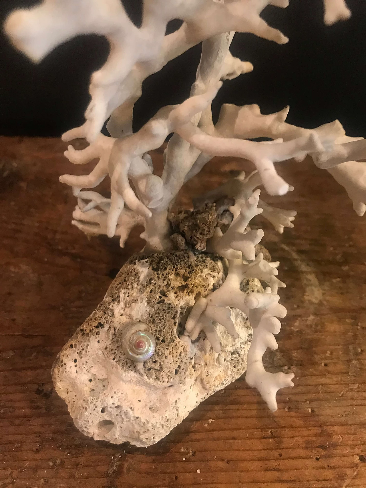 White coral on a rocky base, 20th century 1240400