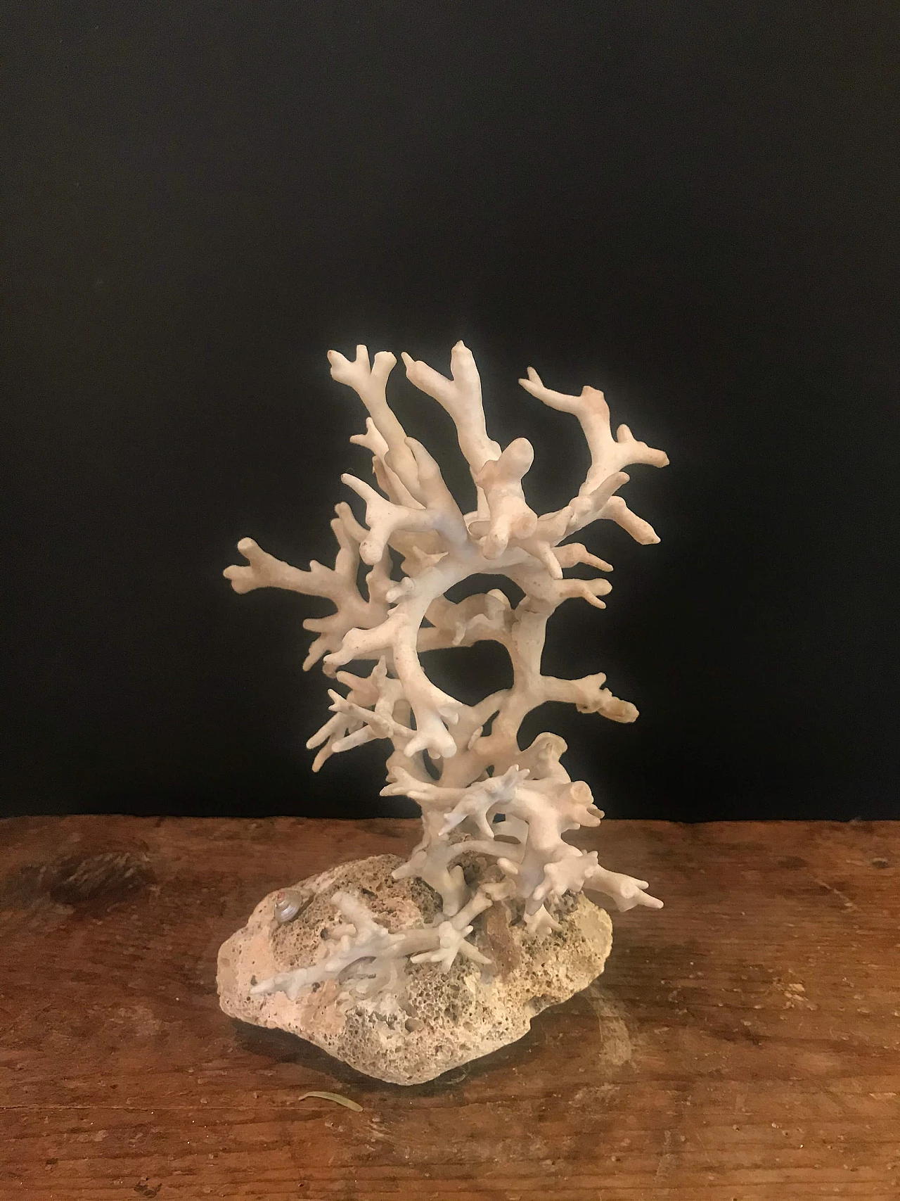 White coral on a rocky base, 20th century 1240401
