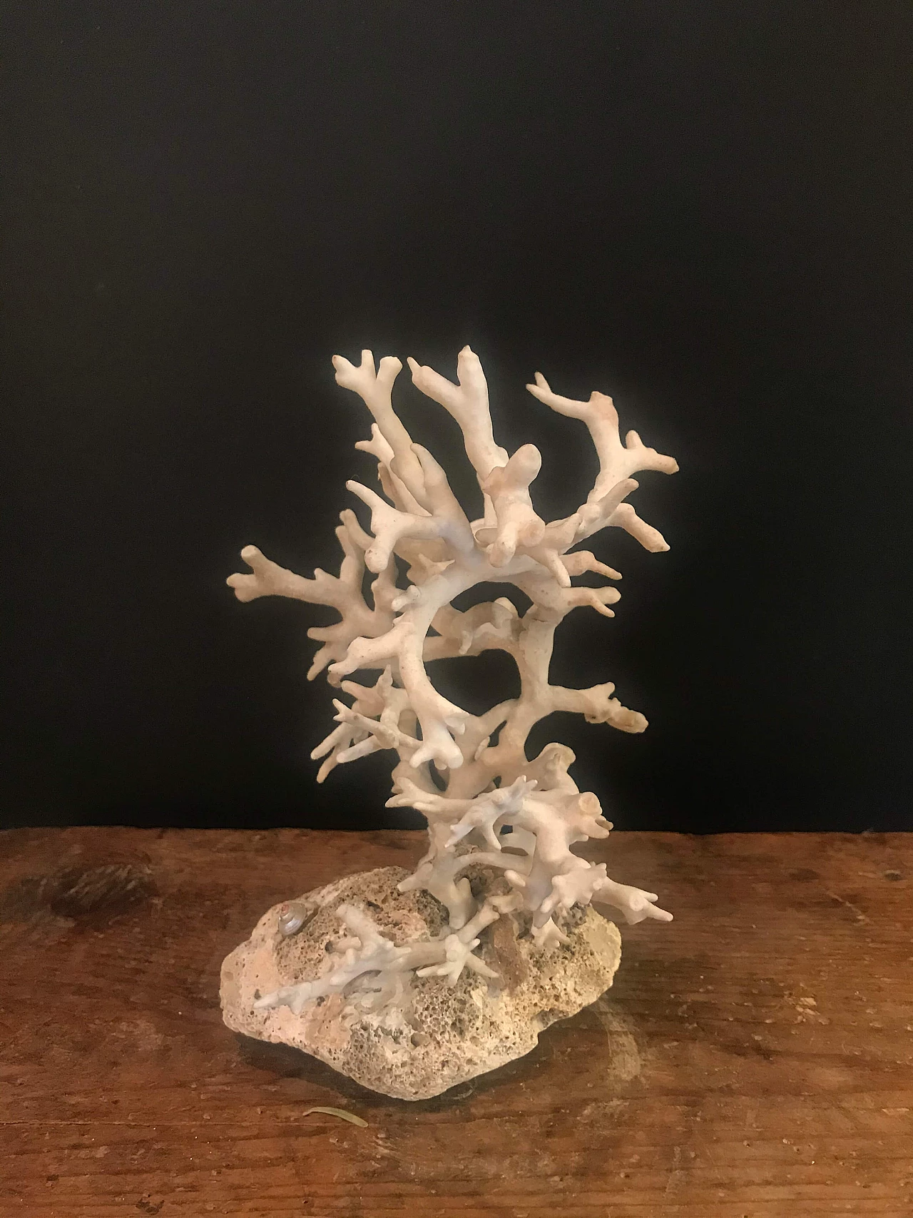 Corallo bianco su base rocciosa, '900 1240401